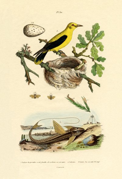 Pine Sawfly by French School